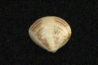 藏品(普通文蛤)的圖片